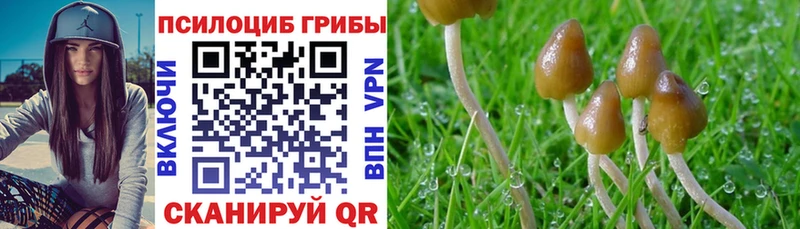 Купить закладки  Новосибирск  Псилоцибиновые грибы Psilocybine cubensis 